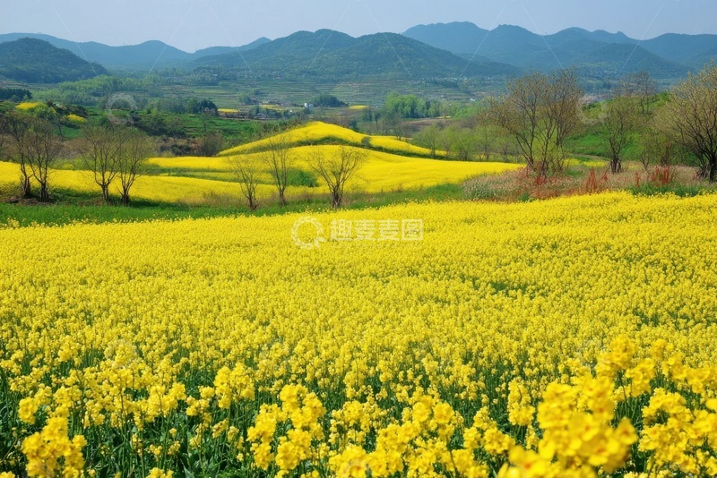 高清大图下载【趣麦麦图】一片金色的油菜花花田
