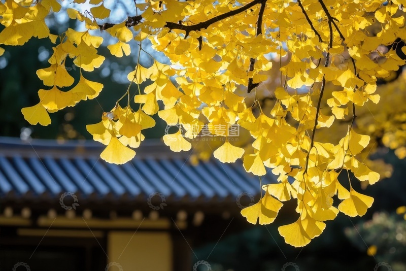 高清大图下载【趣麦麦图】寺庙里的金色银杏树叶