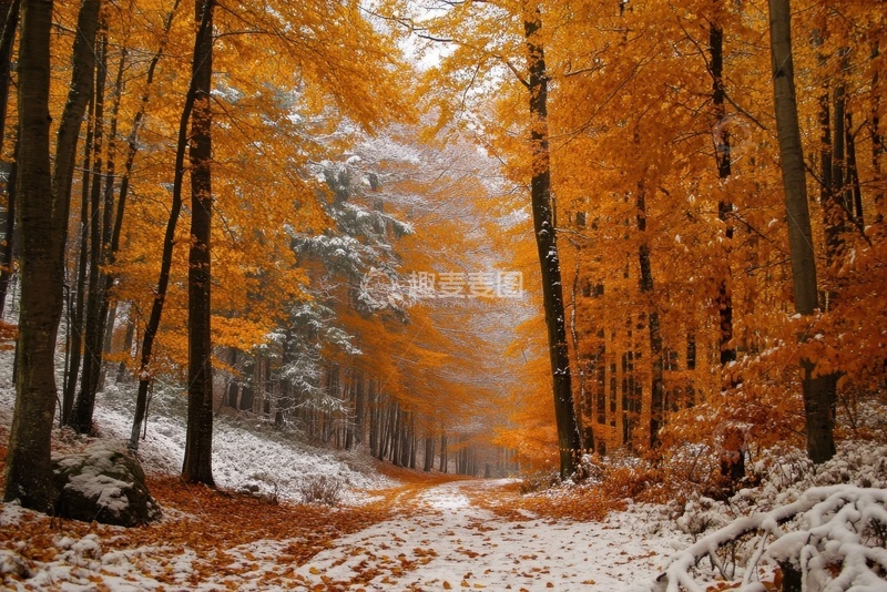 高清大图下载【趣麦麦图】秋季落雪的树林风景