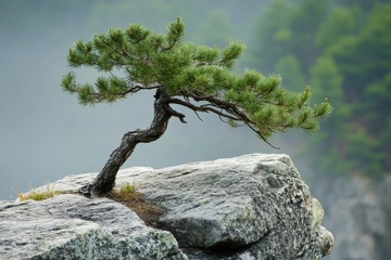 岩石缝里生长的一颗松树