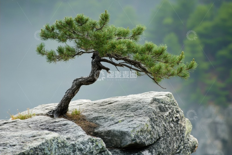 高清大图下载【趣麦麦图】岩石缝里生长的一颗松树