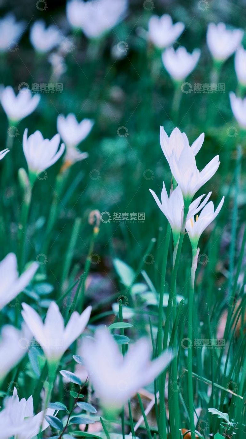 高清大图下载【趣麦麦图】白花开满草地春光