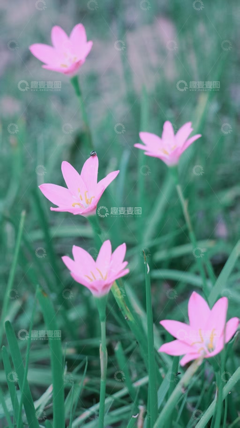 高清大图下载【趣麦麦图】粉红风雨兰绽放草地美景