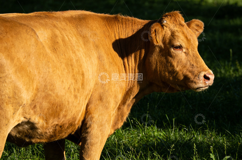 高清大图下载【趣麦麦图】阳光牛影草地写实摄影