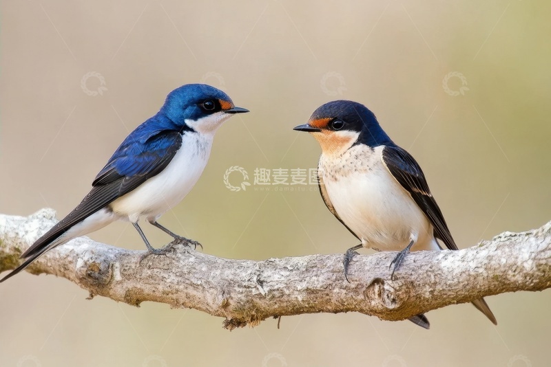 高清大图下载【趣麦麦图】两只燕子特写摄影