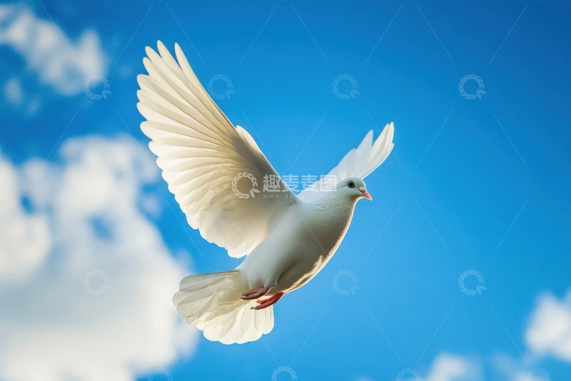 高清大图下载【趣麦麦图】天空中飞翔的白鸽