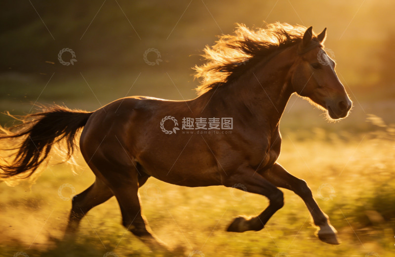 高清大图下载【趣麦麦图】骏马奔腾草原风光摄影图