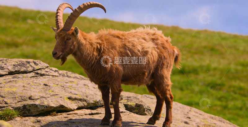 高清大图下载【趣麦麦图】山羊站立岩石自然风光摄影
