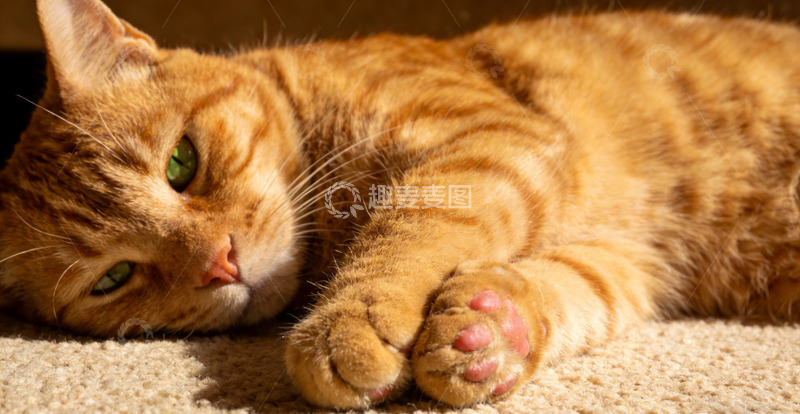 高清大图下载【趣麦麦图】慵懒橘猫阳光下的惬意时光
