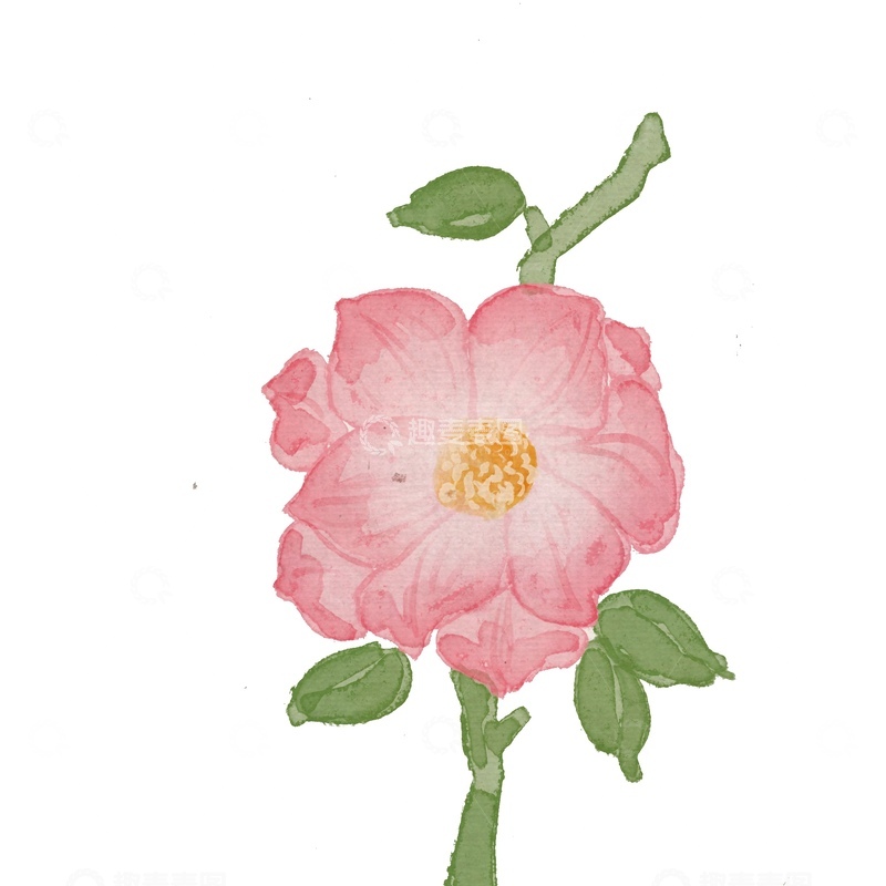源文件下载【趣麦麦图】水彩粉色花朵手绘插画