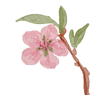 水彩樱花插画设计素材