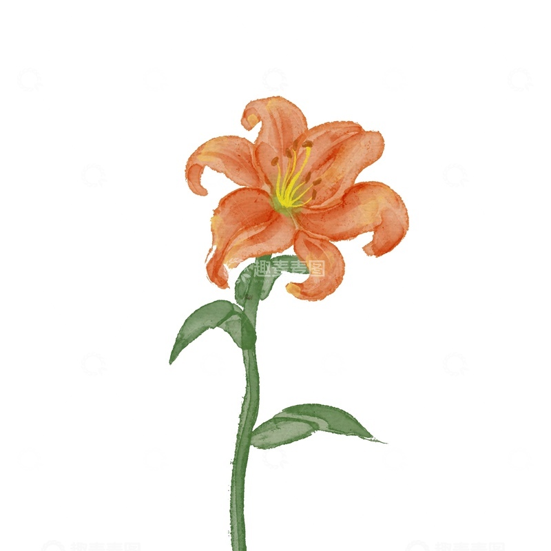 源文件下载【趣麦麦图】水彩橙百合花插画素材
