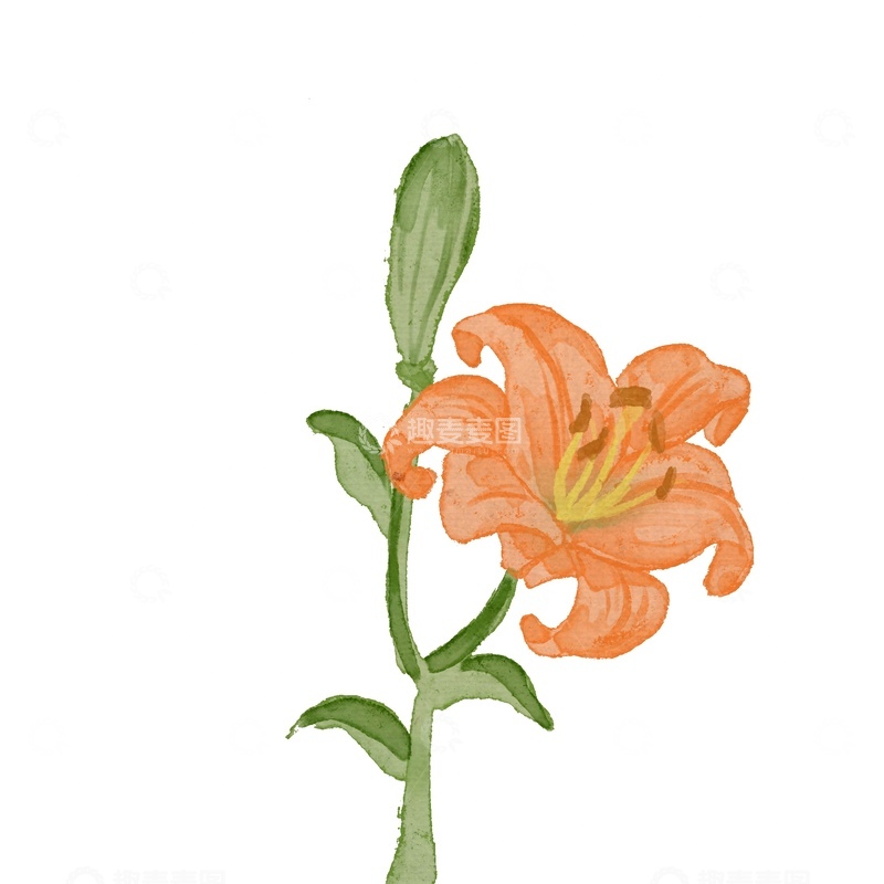 源文件下载【趣麦麦图】水彩百合花插画设计素材