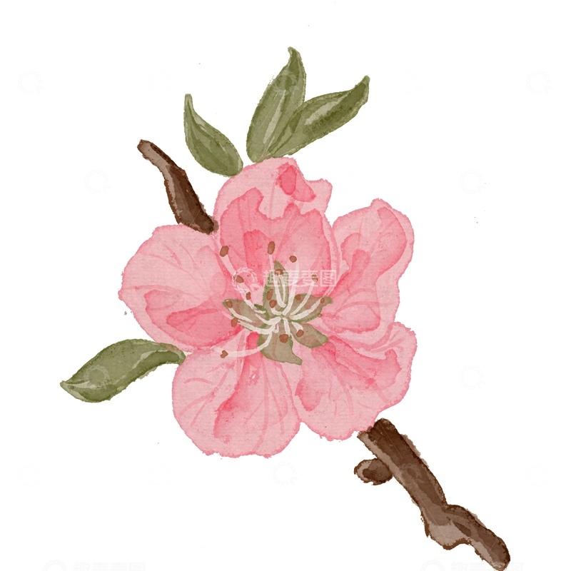 源文件下载【趣麦麦图】水彩风格桃花插画