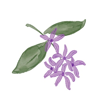 水彩风格紫花绿叶插画