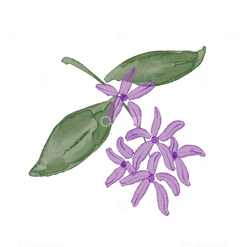 源文件下载【趣麦麦图】水彩风格紫花绿叶插画