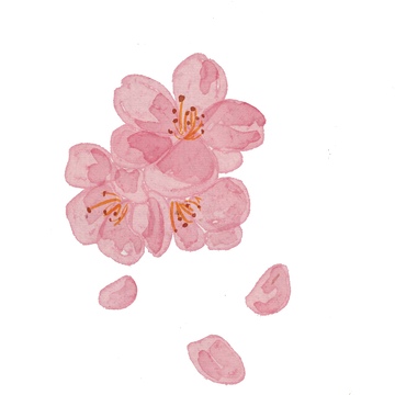 水彩樱花盛开图案设计元素