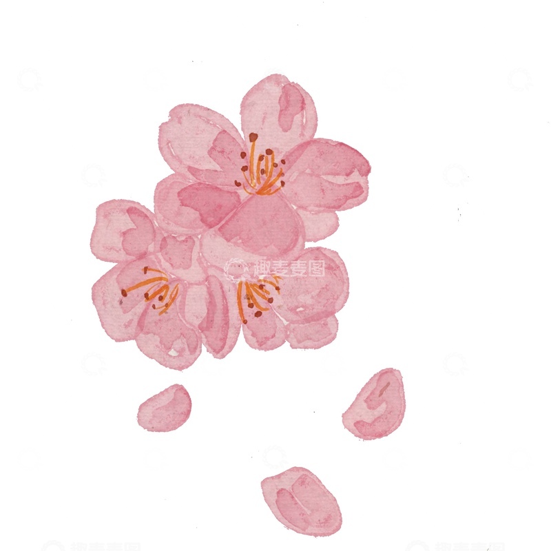 源文件下载【趣麦麦图】水彩樱花盛开图案设计元素