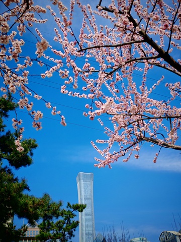 春日樱花高楼美景