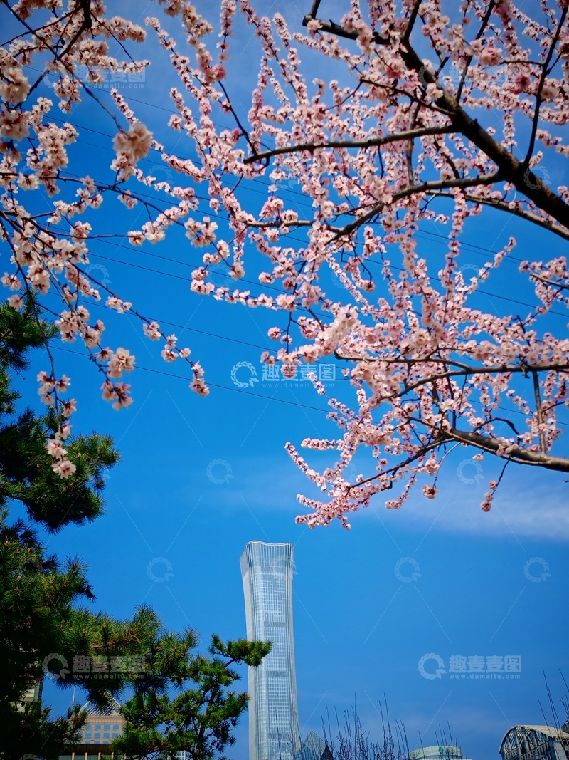 高清大图下载【趣麦麦图】春日樱花高楼美景
