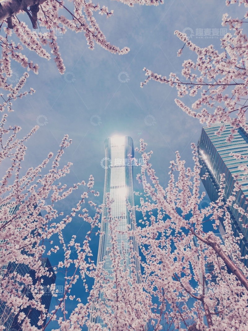 高清大图下载【趣麦麦图】城市樱花高楼摄影