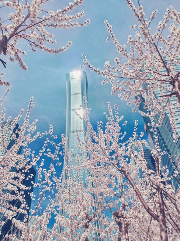 城市春花高楼美景