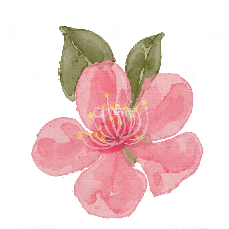 源文件下载【趣麦麦图】水彩桃花花卉植物插画素材