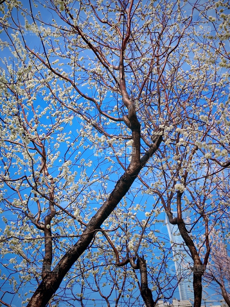 高清大图下载【趣麦麦图】春花绽放蓝天映衬