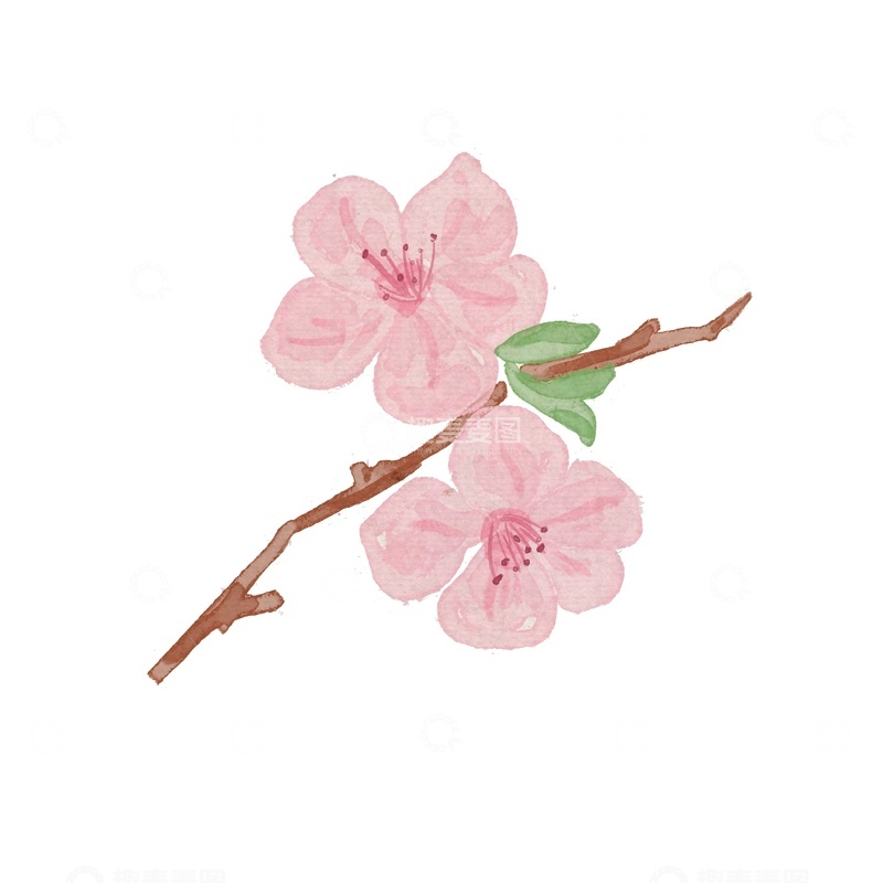 源文件下载【趣麦麦图】水彩樱花枝条插画