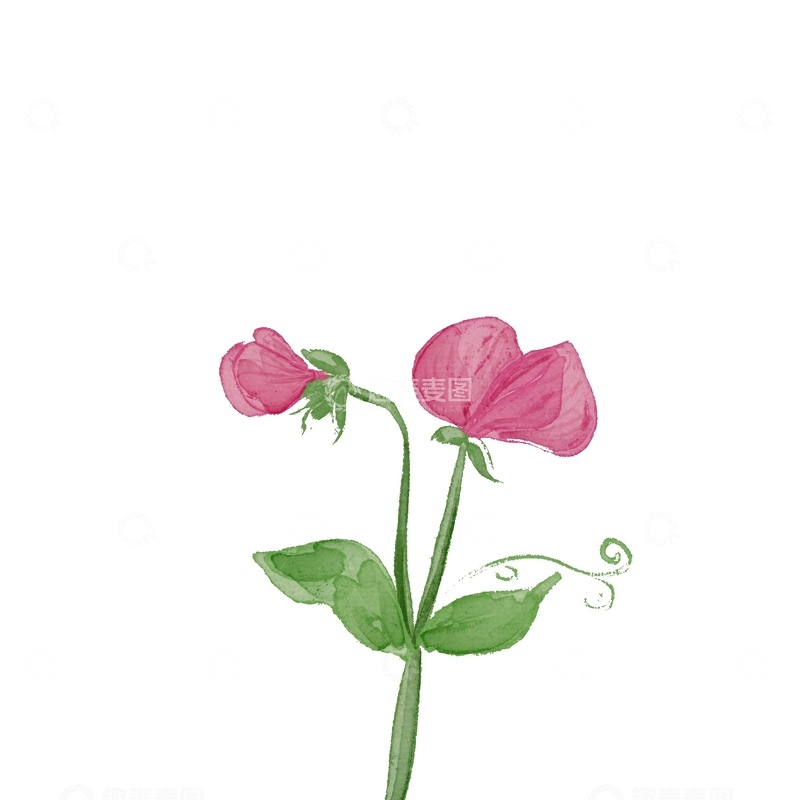 源文件下载【趣麦麦图】水彩粉色花朵插画设计素材