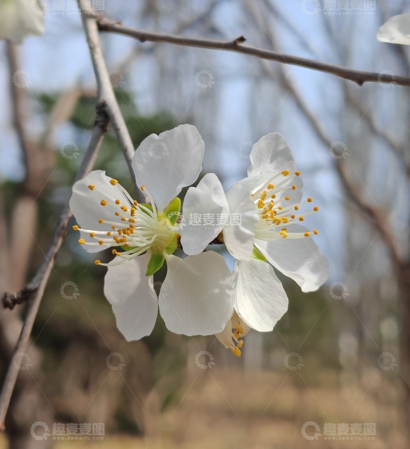 高清大图下载【趣麦麦图】春日樱花绽放自然摄影