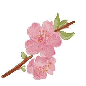 水彩桃花插画素材