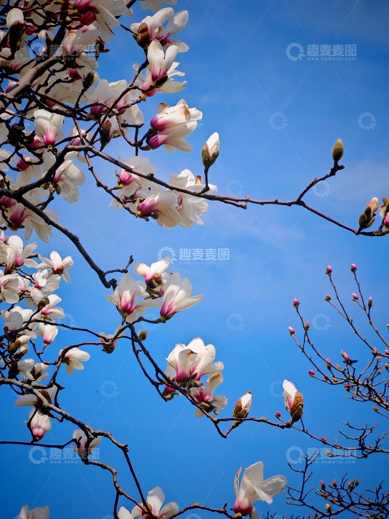 高清大图下载【趣麦麦图】玉兰花开蓝天映衬1