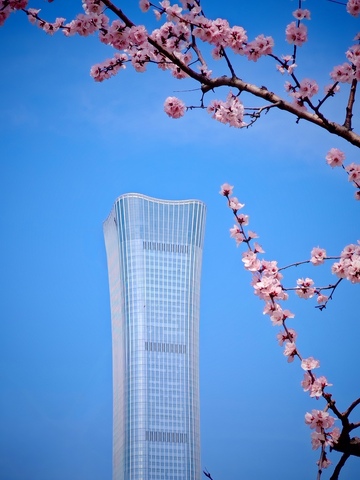 春意盎然现代高楼樱花美景