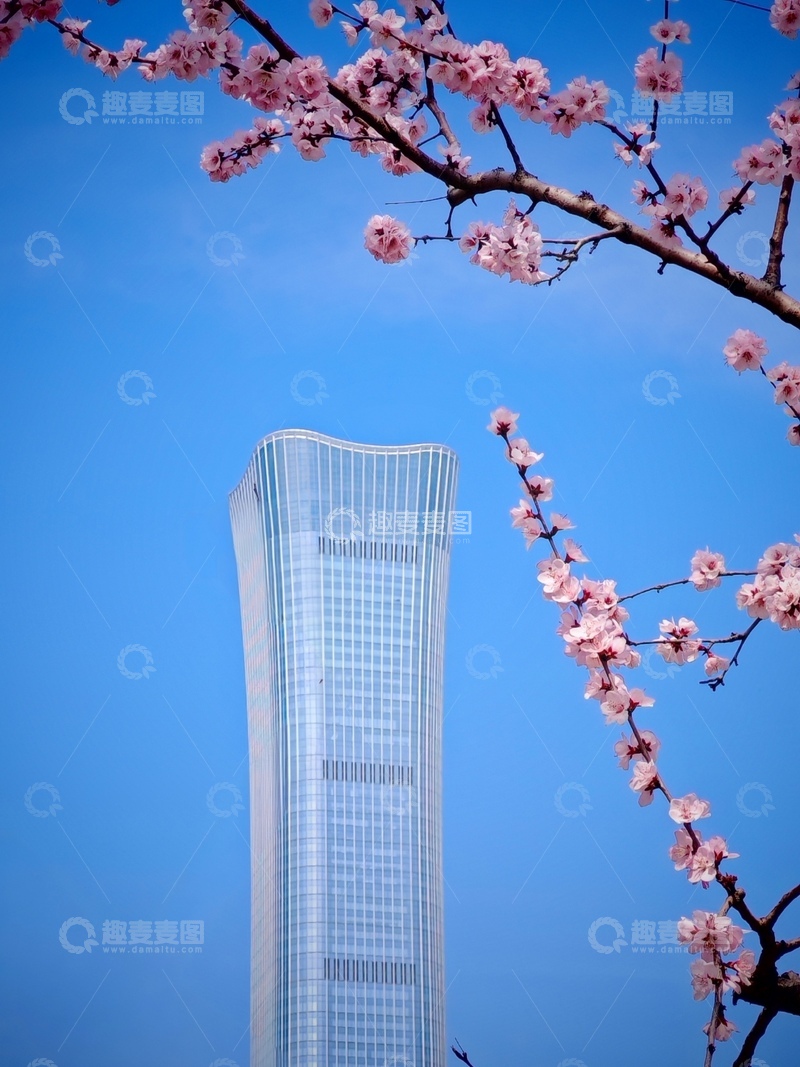 高清大图下载【趣麦麦图】-春意盎然现代高楼樱花美景