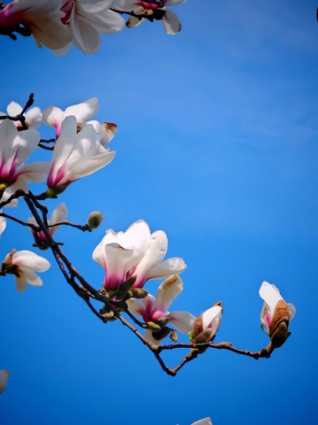 玉兰花开蓝天背景