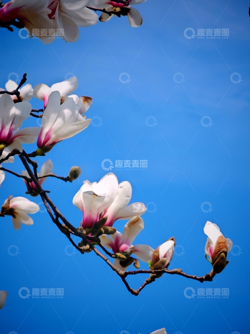 高清大图下载【趣麦麦图】玉兰花开蓝天背景
