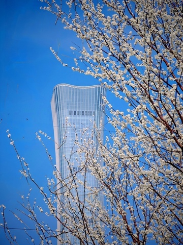 春花映高楼现代建筑美景