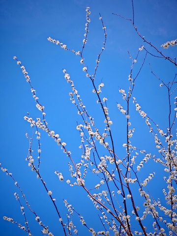春日花开蓝天映衬