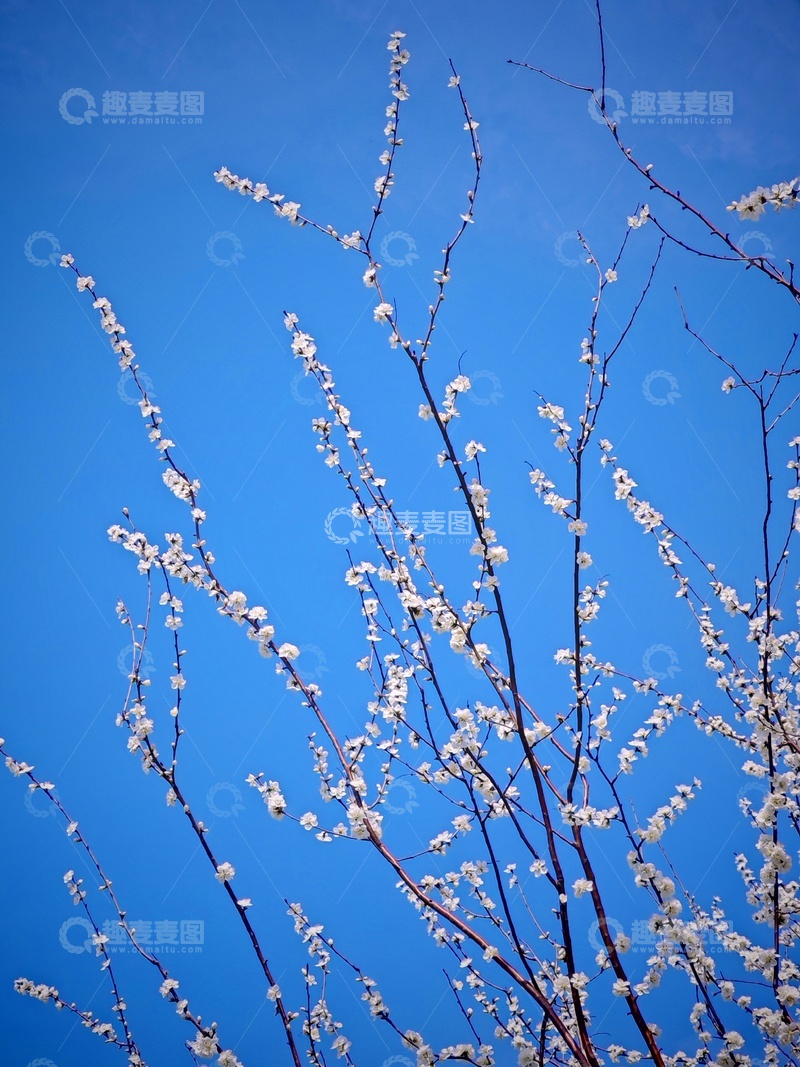 高清大图下载【趣麦麦图】春日花开蓝天映衬