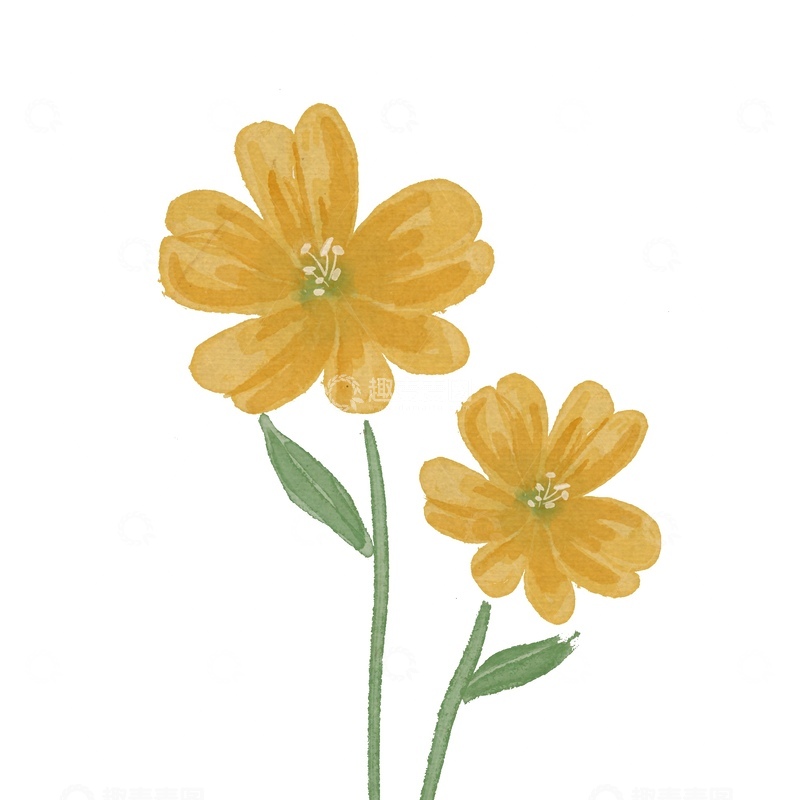 源文件下载【趣麦麦图】水彩黄菊简约插画