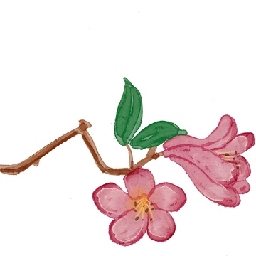 水彩樱花枝插画