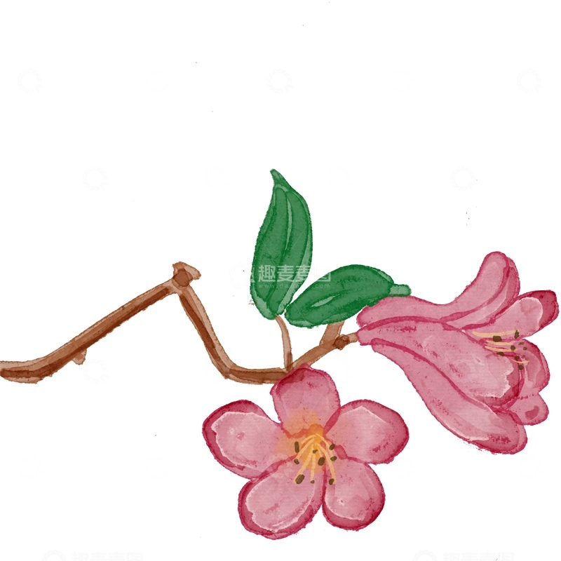 源文件下载【趣麦麦图】水彩樱花枝插画