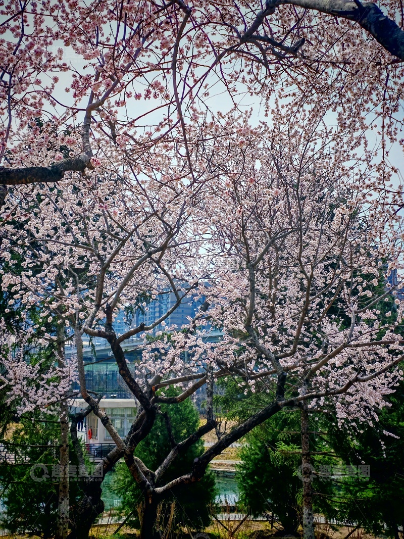 高清大图下载【趣麦麦图】-春城樱花盛开城市风光