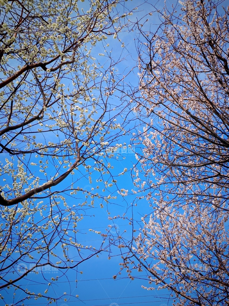 高清大图下载【趣麦麦图】春日花开蓝天映