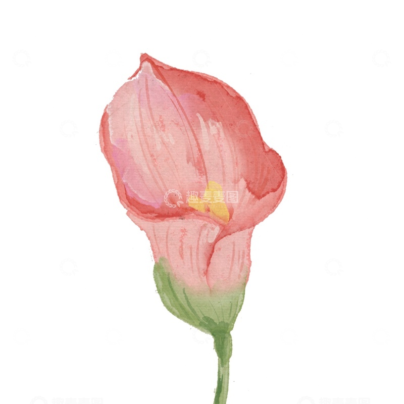 源文件下载【趣麦麦图】水彩花朵手绘插画素材
