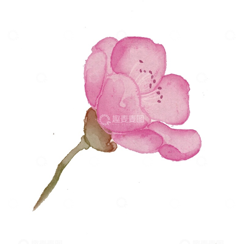 源文件下载【趣麦麦图】水彩风格粉色花朵插画