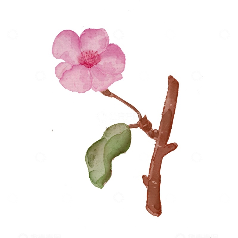 源文件下载【趣麦麦图】水彩花卉插画樱花枝素材