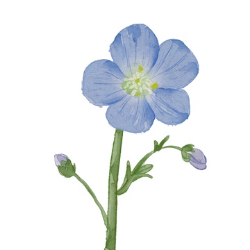 蓝色花朵手绘插画