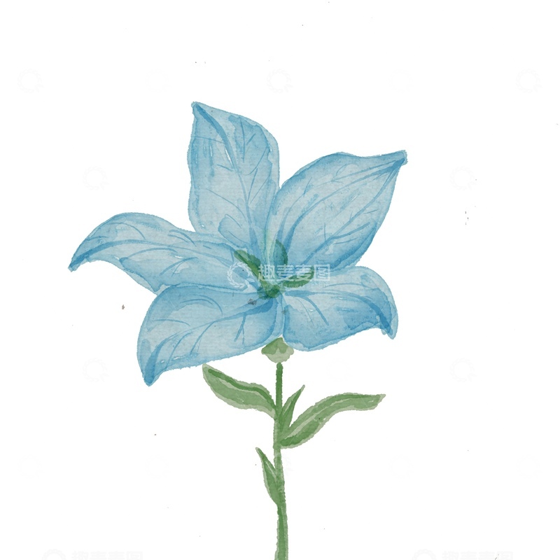 源文件下载【趣麦麦图】水彩淡蓝花卉植物插画